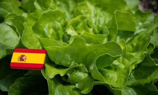 Spanyolország: rendkívüli engedélyt kér a minisztériumtól Andalúzia a levéltetvek miatt 