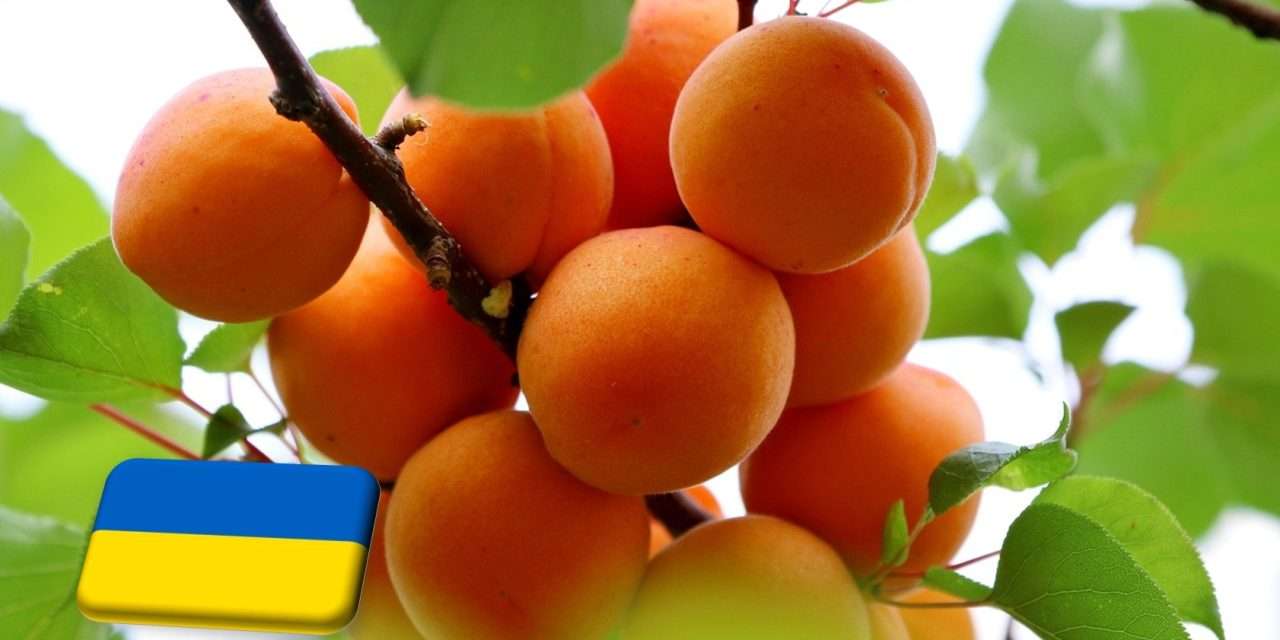 Ukrajna: téli fagykárok a kajsziültetvényekben 