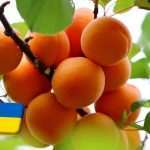 Ukrajna: téli fagykárok a kajsziültetvényekben 