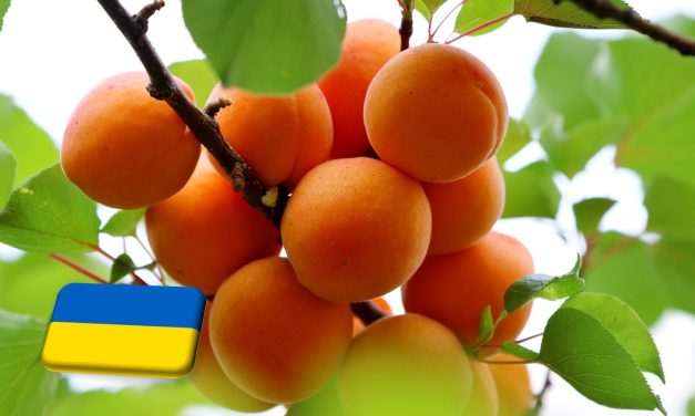 Ukrajna: téli fagykárok a kajsziültetvényekben 