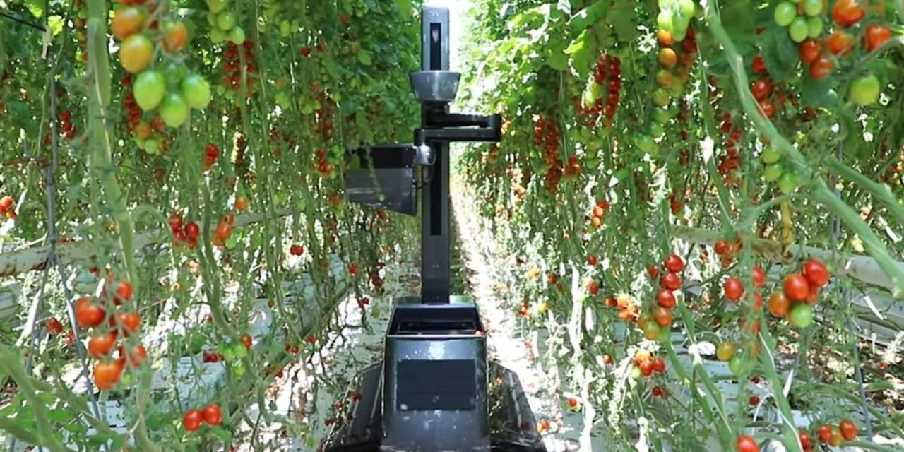 TECH: Hollandiában már bizonyított a paradicsomszedő robot 