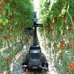 TECH: Hollandiában már bizonyított a paradicsomszedő robot 