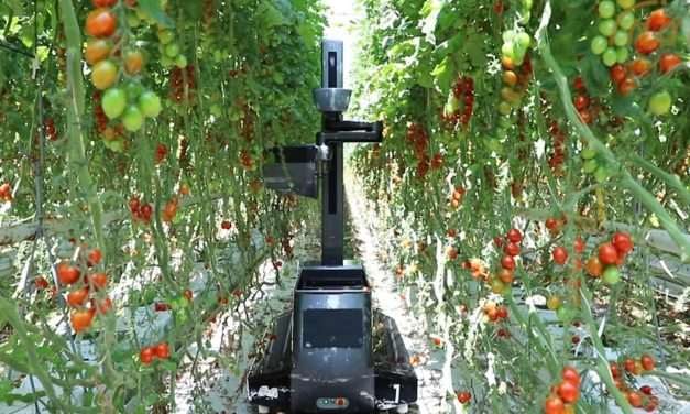 TECH: Hollandiában már bizonyított a paradicsomszedő robot 