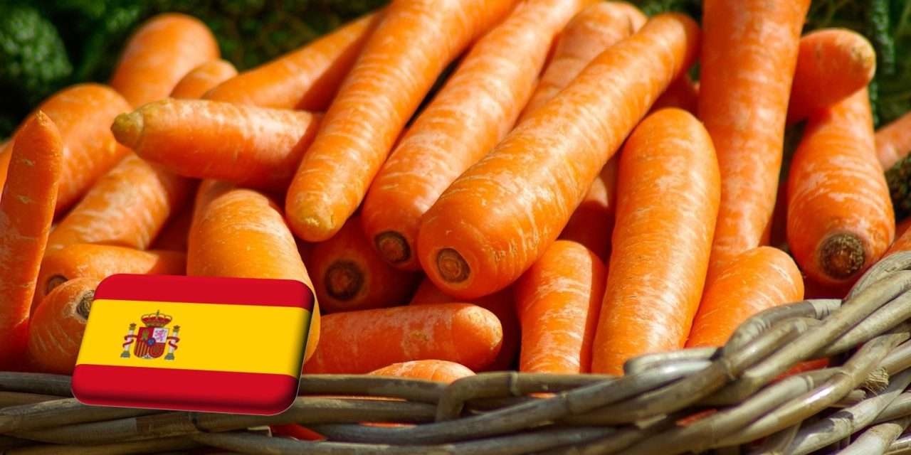 Spanyolország: új csúcsot dönt az andalúz sárgarépa-termesztés 