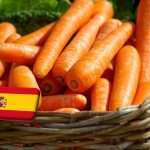 Spanyolország: kórokozókkal küzdenek az andalúz sárgarépa-termesztők 