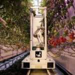 TECH: Harvester – autonomóm paradicsomszedő robot 