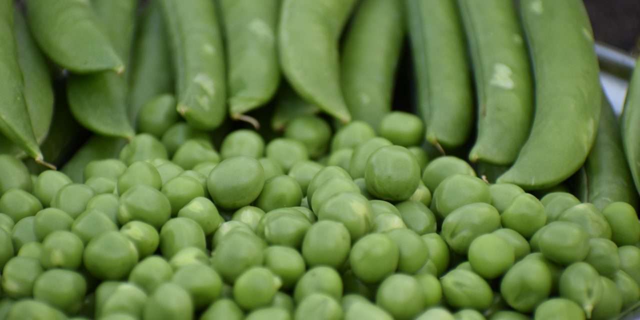 Pictor Active: szükséghelyzeti engedély borsó kultúrában 