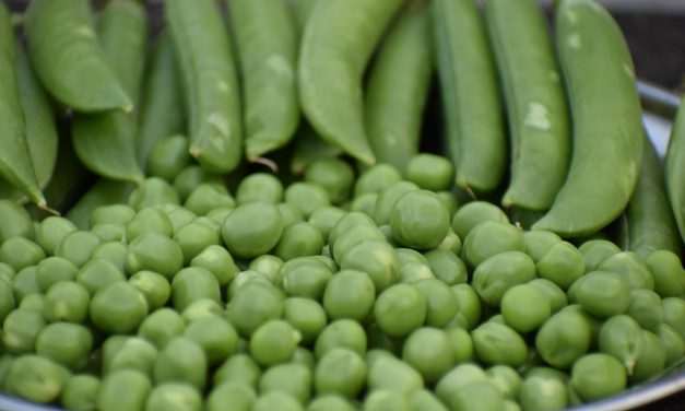 Pictor Active: szükséghelyzeti engedély borsó kultúrában 