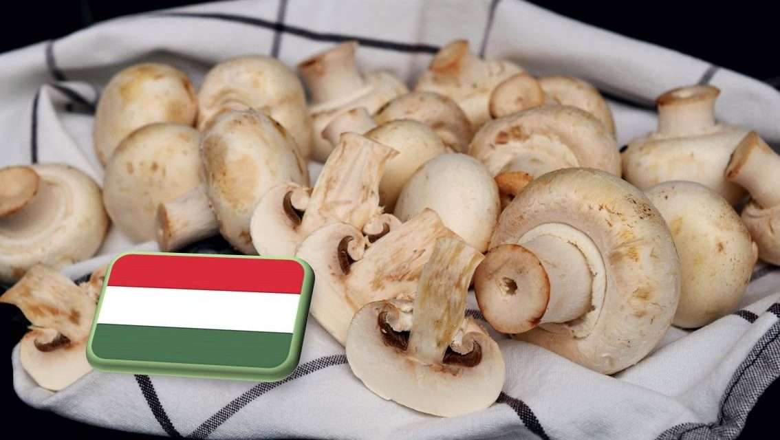 Biztonságos a hazai termesztésű gomba a Nébih ellenőrzései szerint 