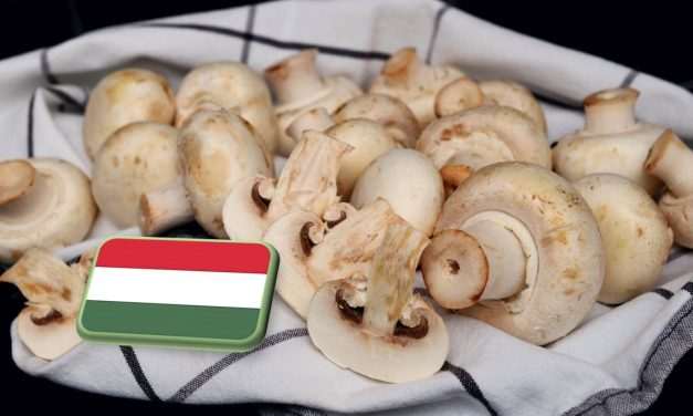 Biztonságos a hazai termesztésű gomba a Nébih ellenőrzései szerint 