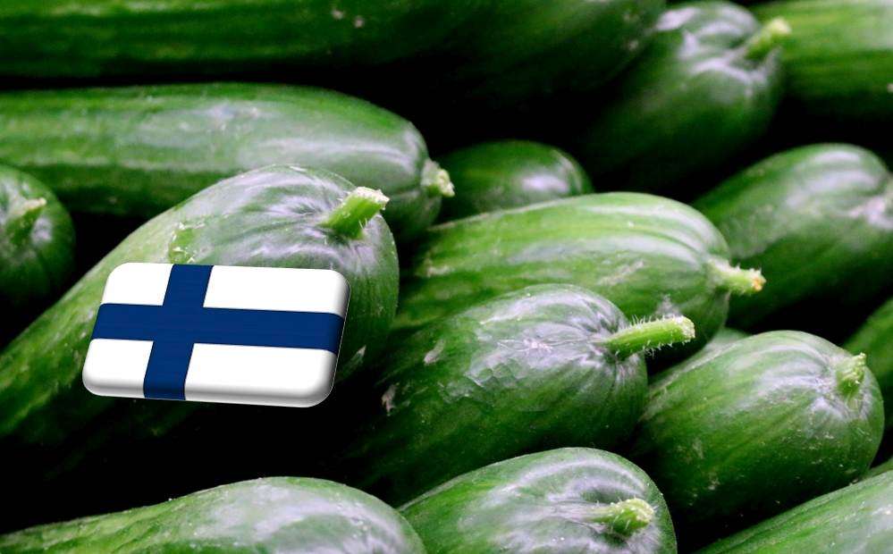Finnország: rekord volument ért el tavaly a belföldi uborkahajtatás 