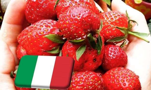 Olaszország: üzbég szezonális munkaerő a kertészeti ágazatban 