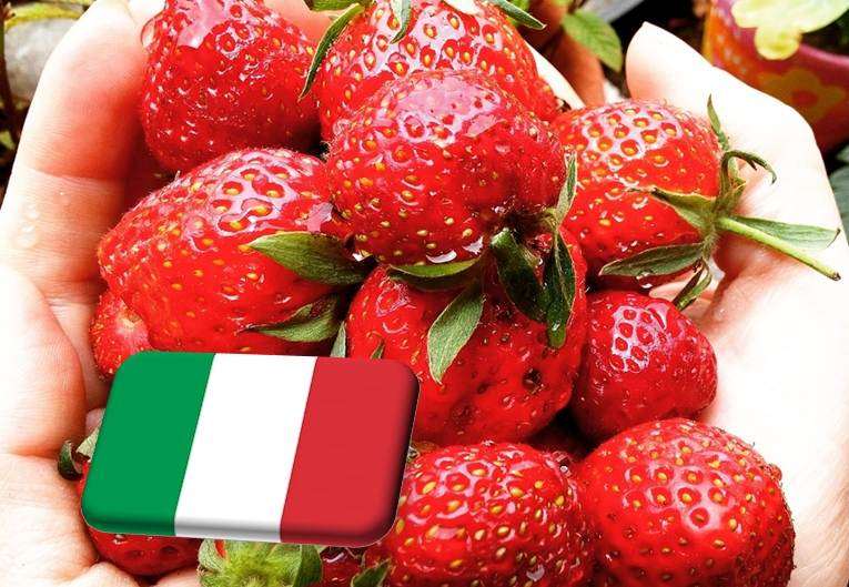 Olaszország: üzbég szezonális munkaerő a kertészeti ágazatban 