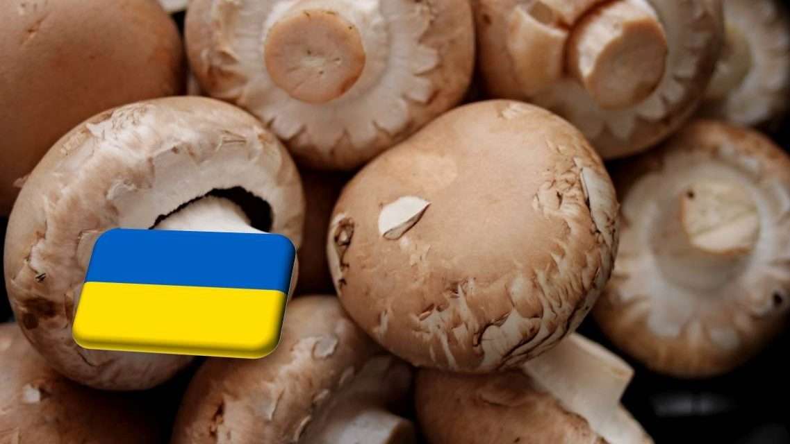 Ukrajna: szubsztráthiánnyal küzd a gombaágazatot 