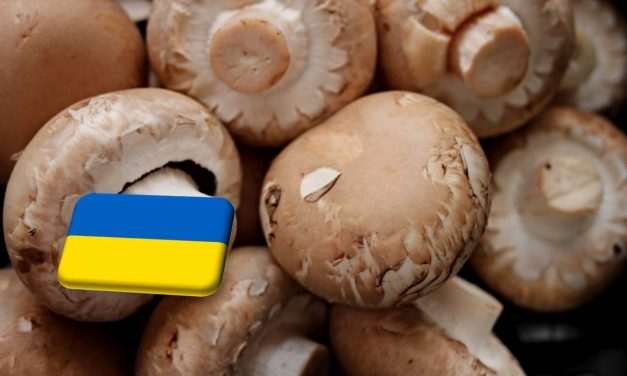 Ukrajna: szubsztráthiánnyal küzd a gombaágazatot 