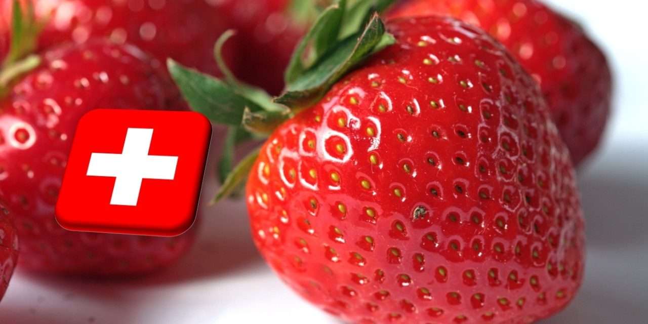 Svájc: elrajtolt az idei szamócaszezon 