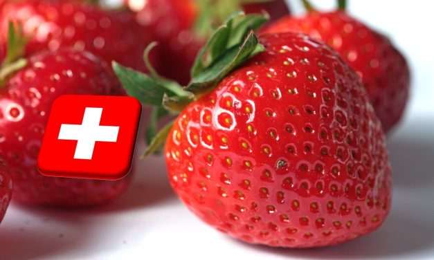 Svájc: elrajtolt az idei szamócaszezon 